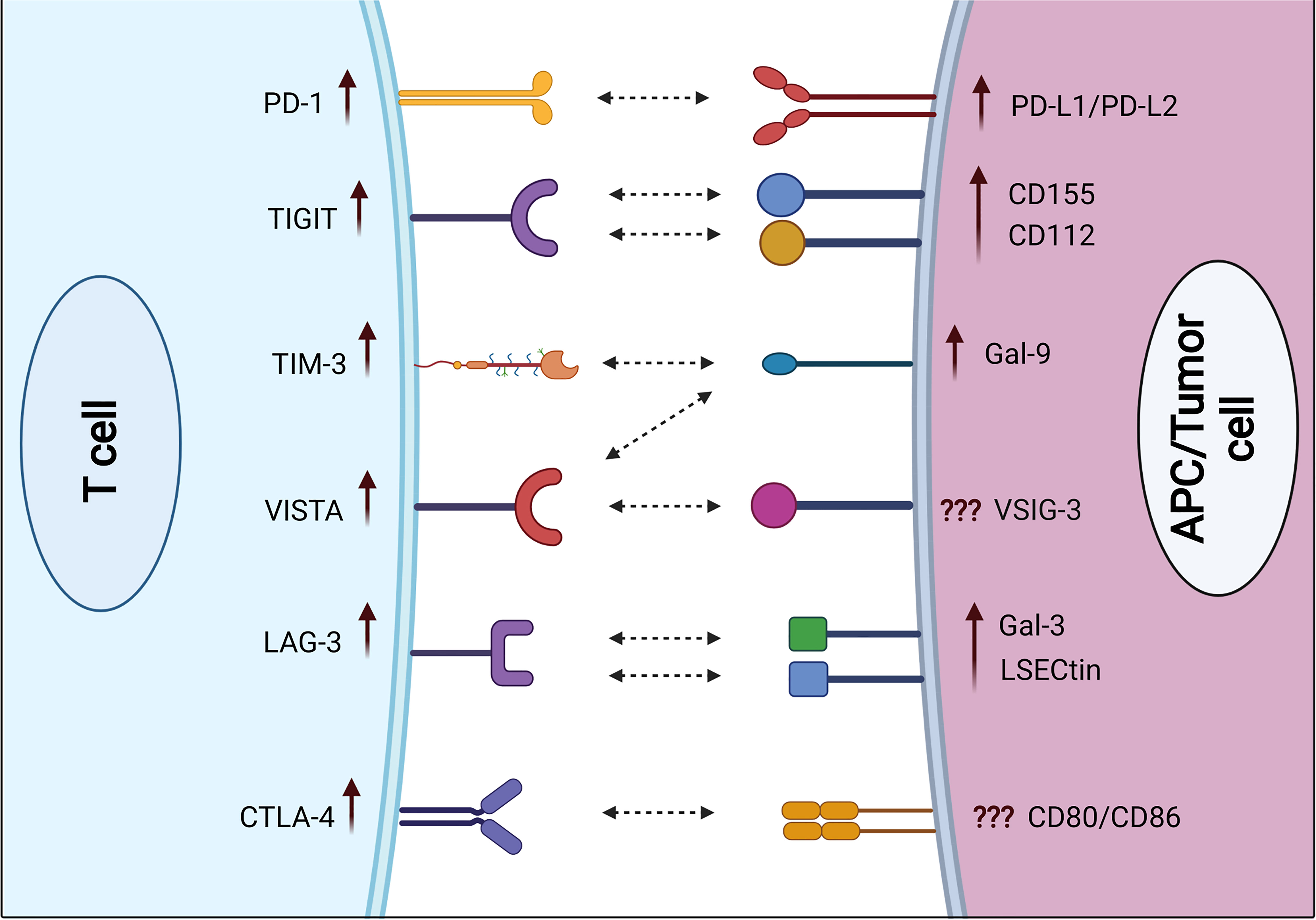 Frontiers Inhibitory Immune Checkpoint Receptors and Ligands as
