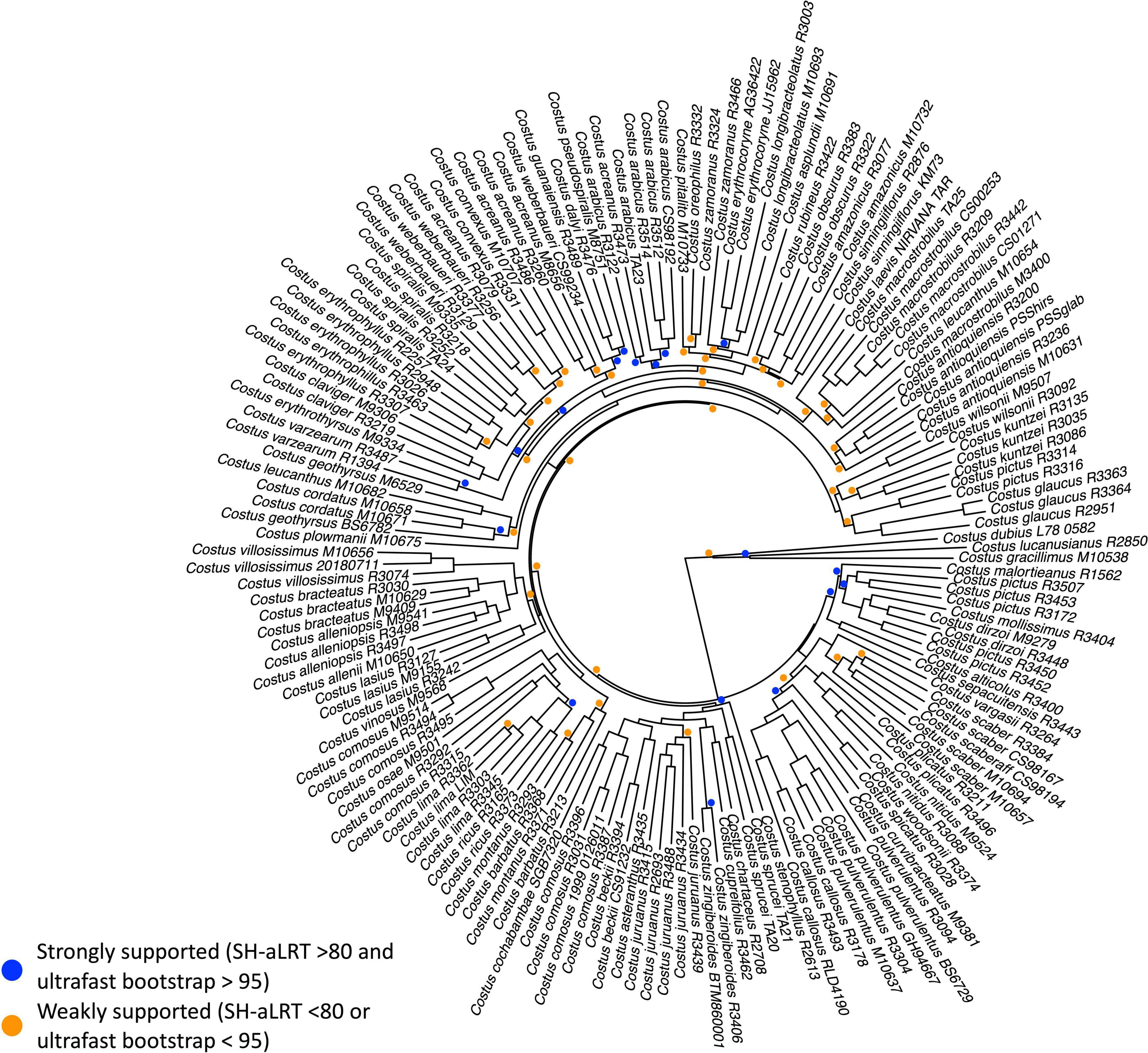 Frontiers | The Genetic Mechanisms Underlying The Convergent Evolution Of Pollination Syndromes In The Neotropical Radiation Of Costus L.