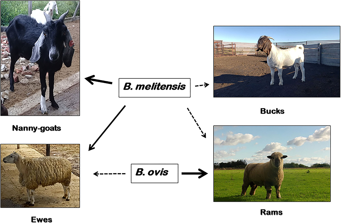 Frontiers Comparative Review of Brucellosis in Small Domestic Ruminants
