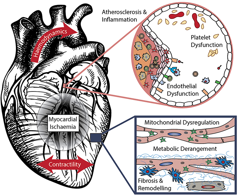 Frontiers The Translation and Commercialisation of Biomarkers for