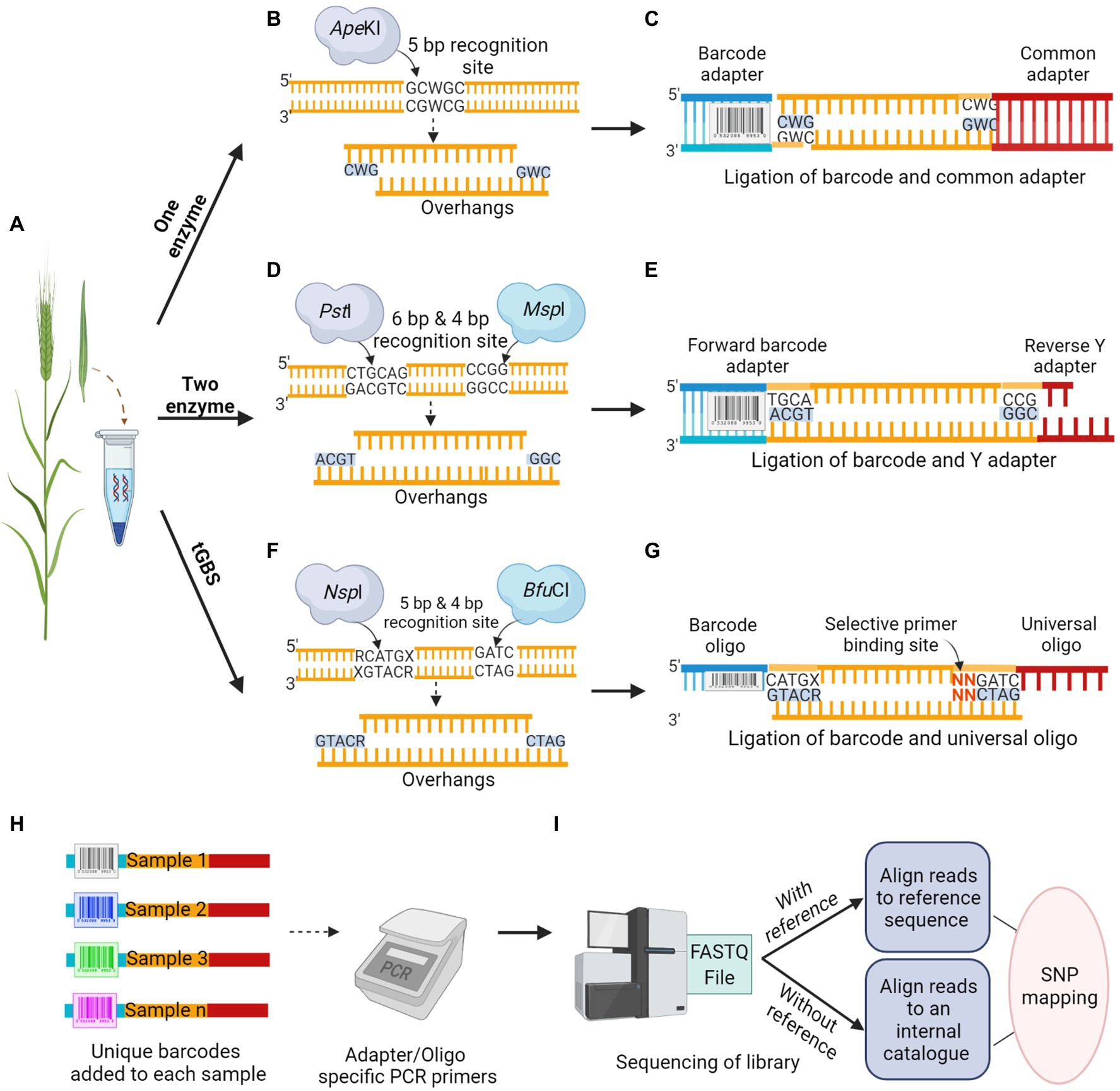 Frontiers Genotyping by Sequencing Advancements in Barley
