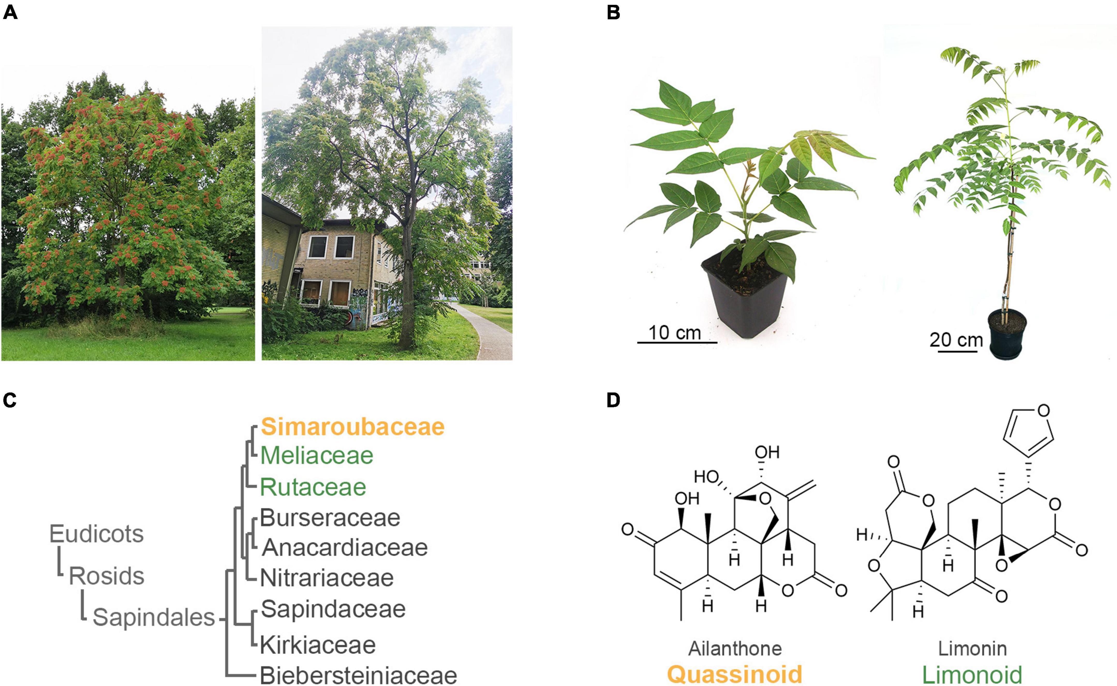 Frontiers Identification of early quassinoid biosynthesis in the