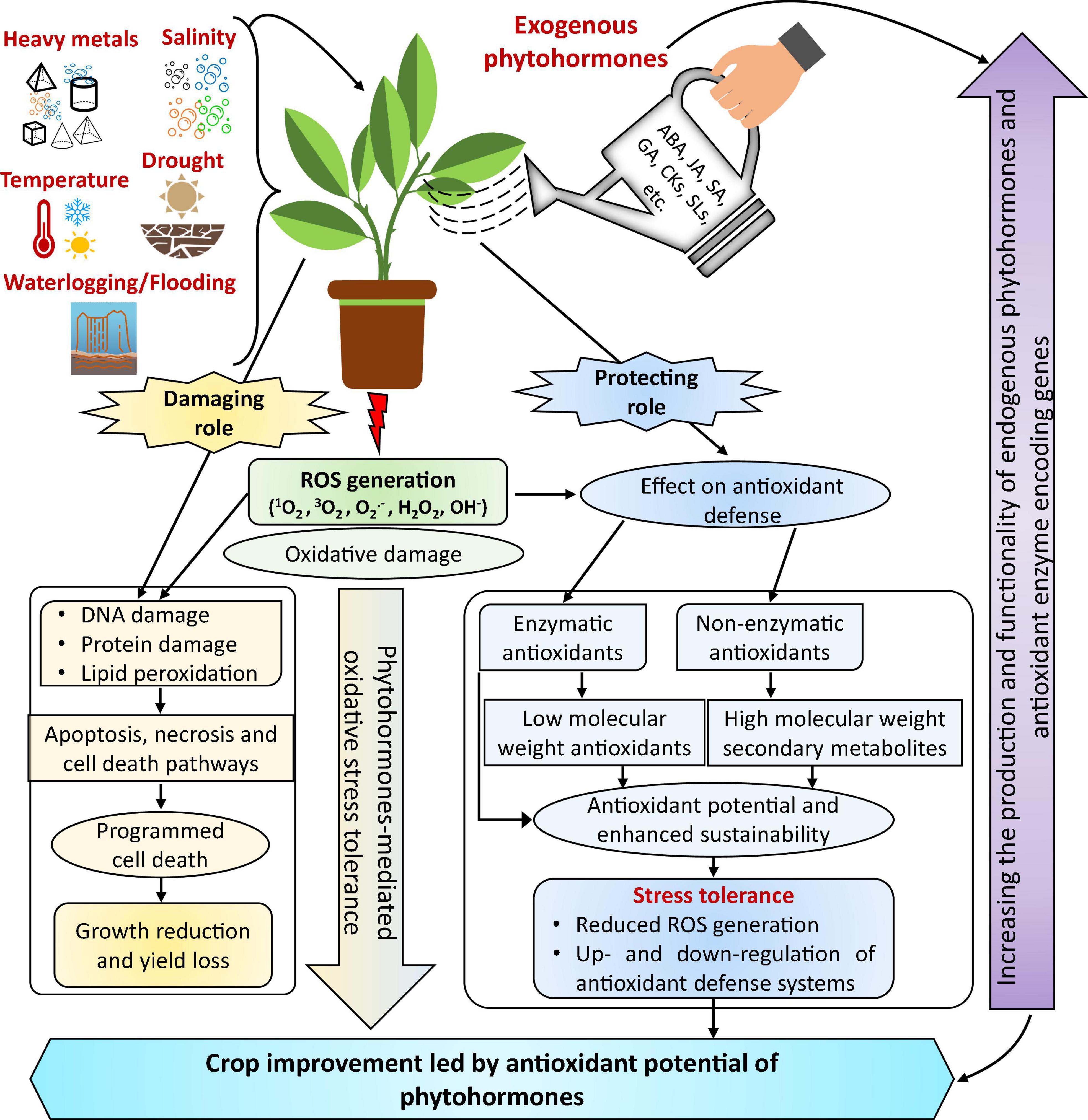 Frontiers Plant hormones and neurotransmitter interactions mediate