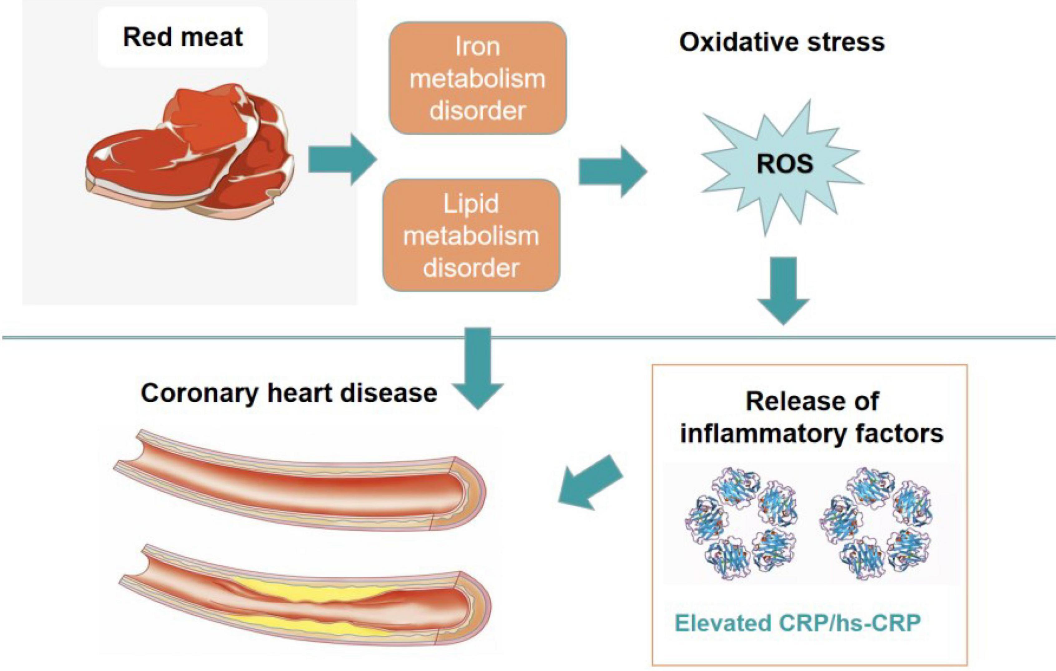 Frontiers Red meat consumption and risk for dyslipidaemia and