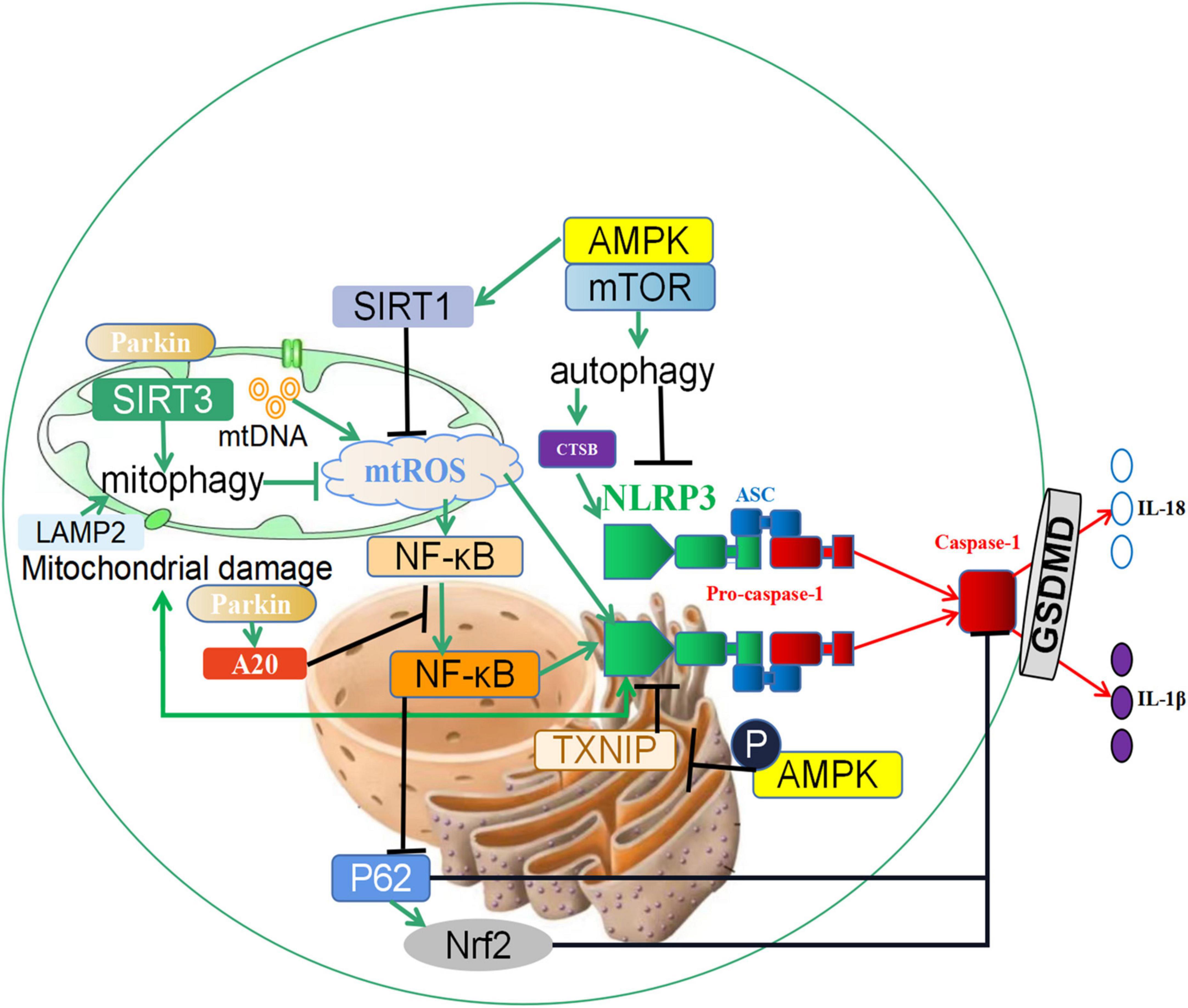Frontiers The crosstalk among autophagy, apoptosis, and pyroptosis in