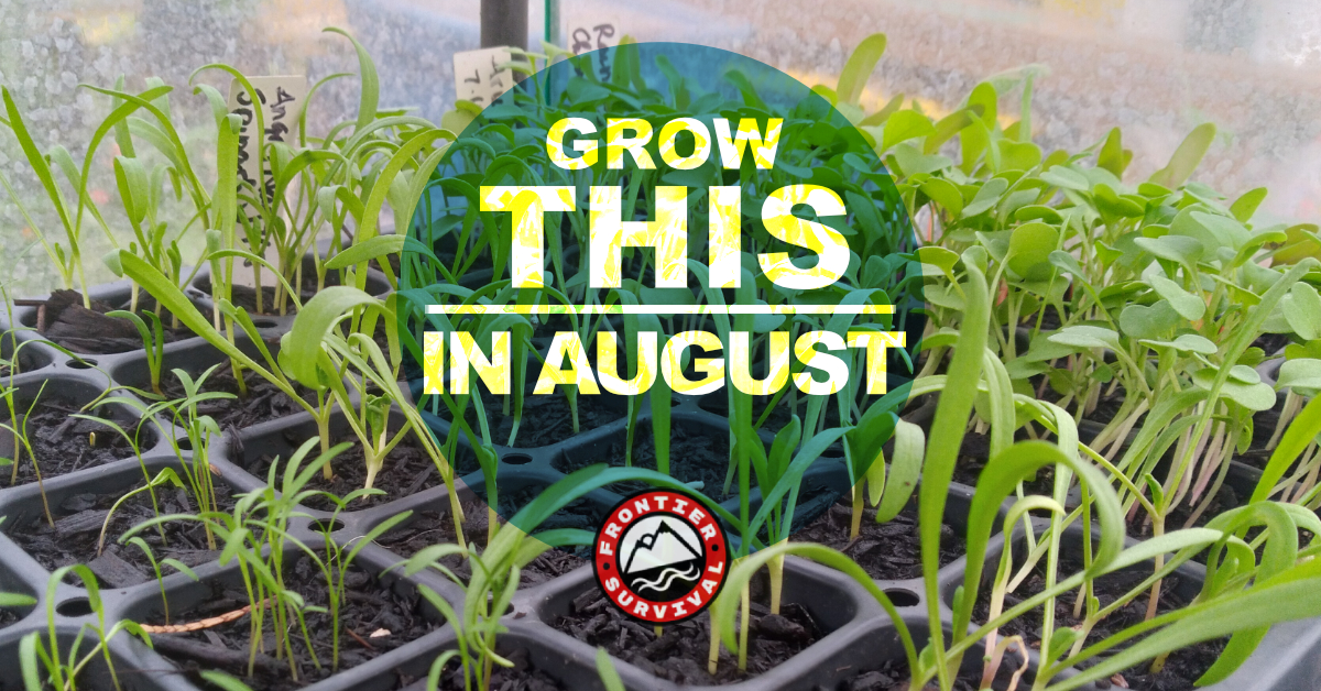 Crops To Plant In August That Will Feed You All Winter Frontier Survival