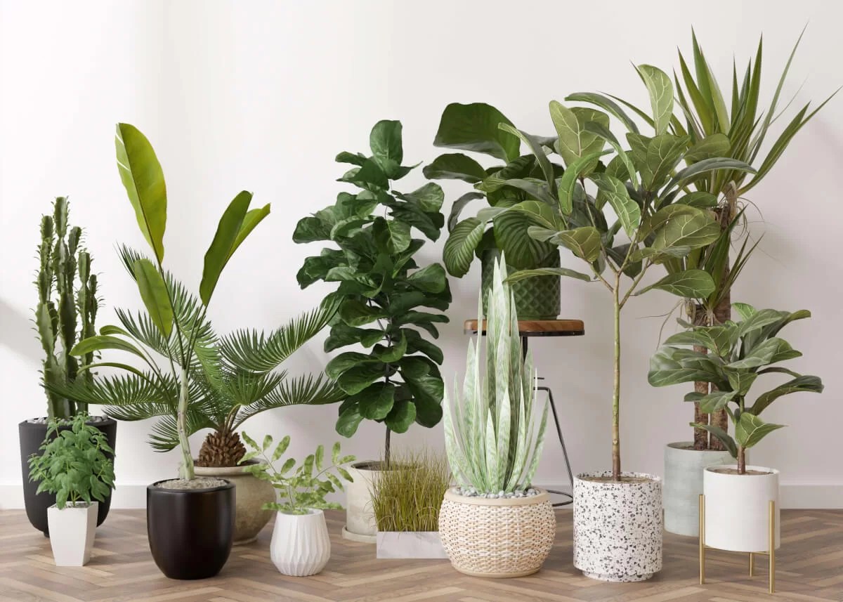 Selling Plants Online How and Where To Go About It. Frooition