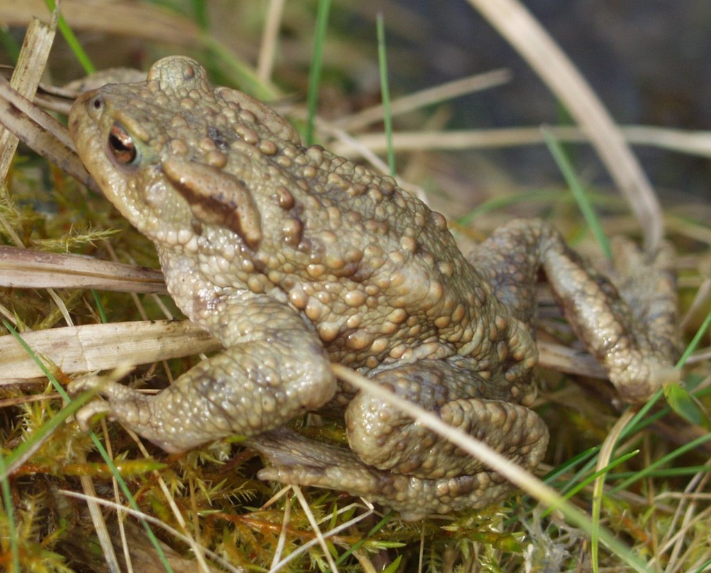 Erdkröte bufo bufo
