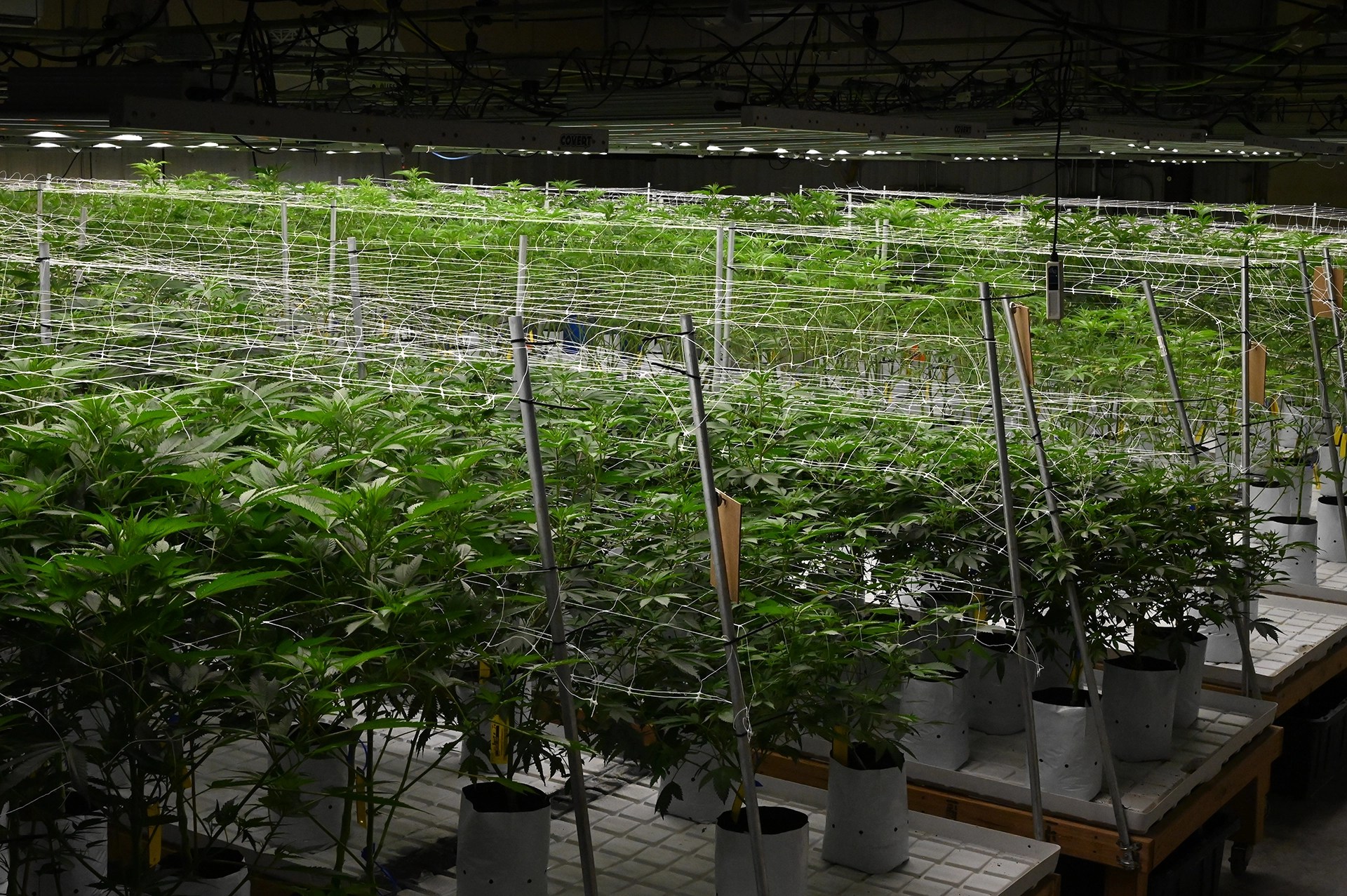 Rolling 30Day Period For Medical Marijuana Cardholders Explained