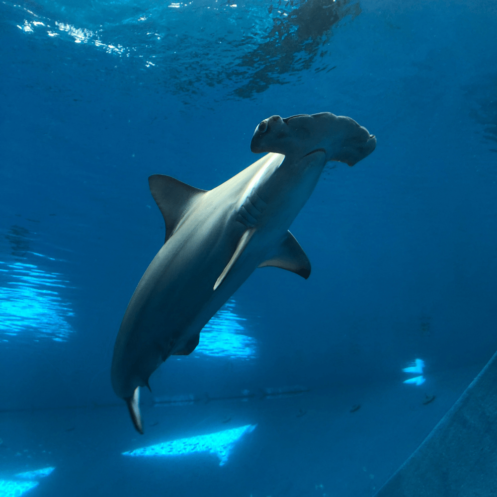 More than Skin Deep Animal Adaptations at Frost Science Frost Science