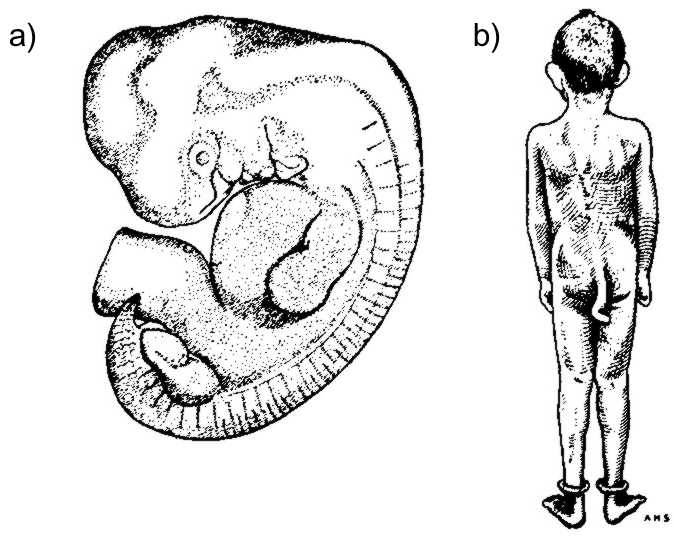 XXVII.2.3 Further evidence for the evolutionary theory of the origin of