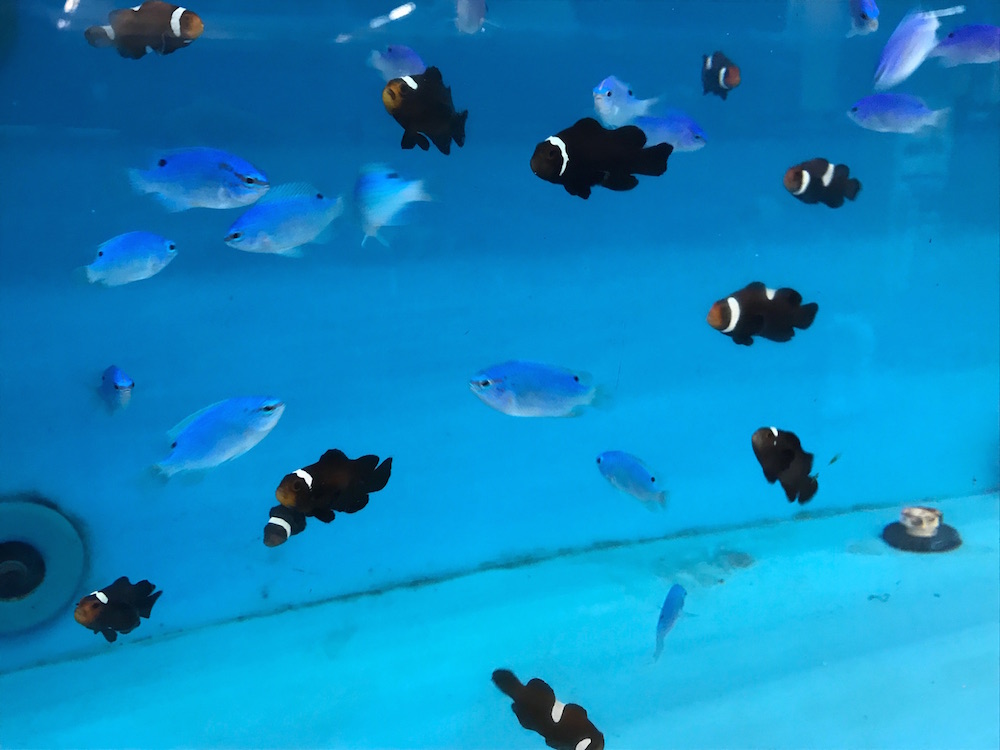 That Fish Place That Pet Place A Lancaster County Field Trip Idea