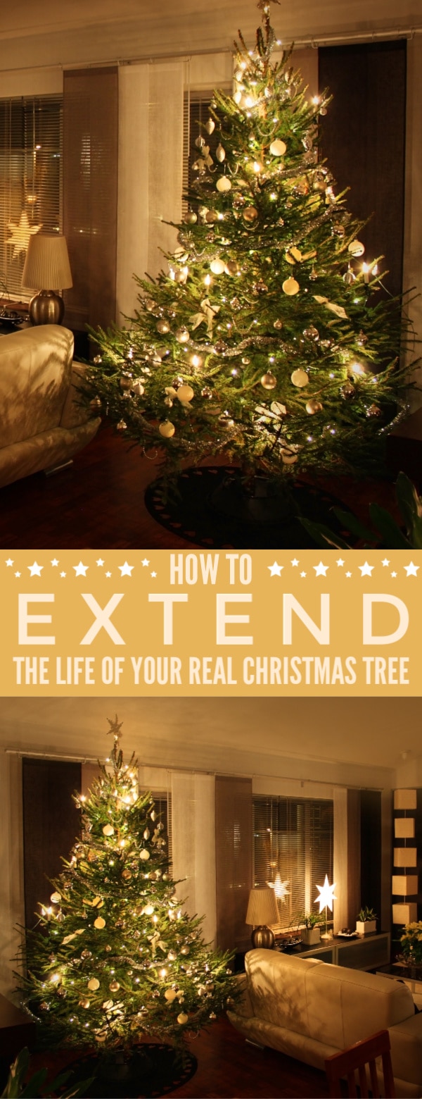 How to Extend the Life of your Real Christmas Tree Frugal Mom Eh!