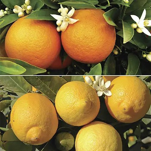 Orange Trees UK Growing & Care of Orange Trees Fruit Expert