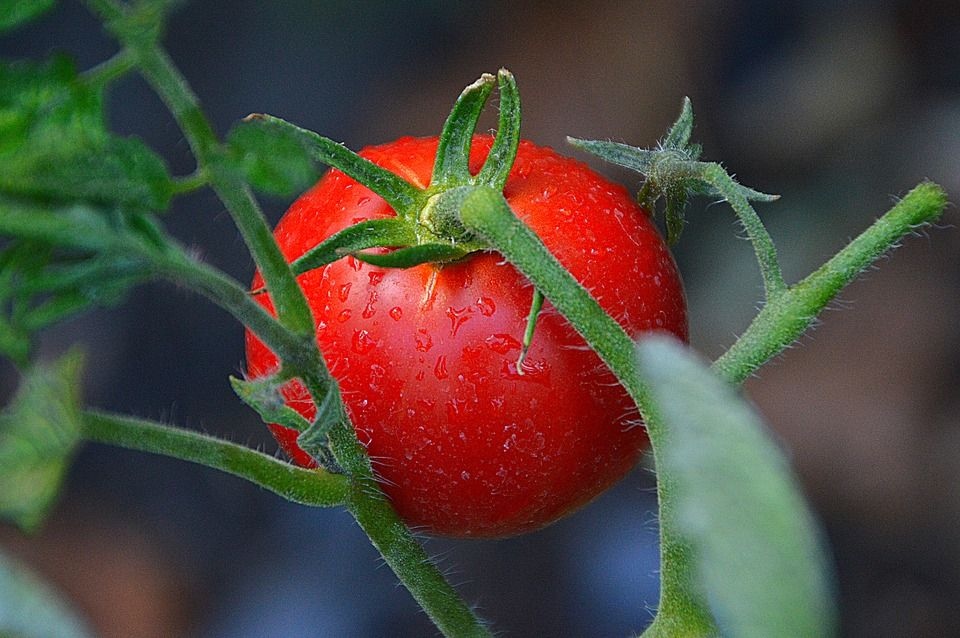 All about Tomatoes Fruit Hill Farm Blog