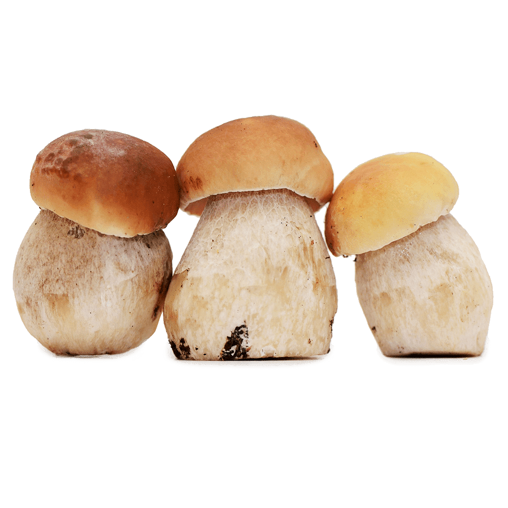 Frozen Porcini FruitHub