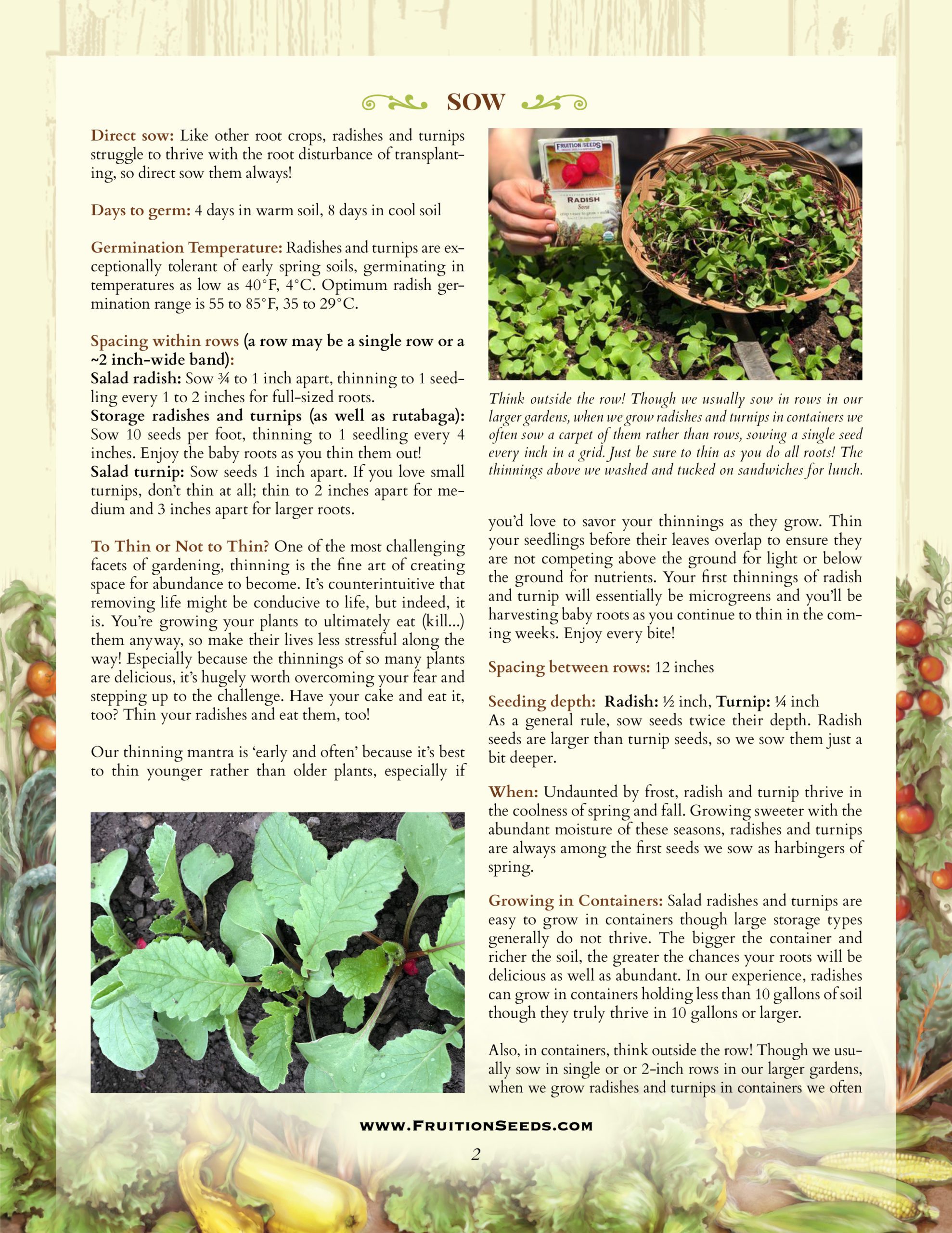 Radish & Turnip Growing Guide! Fruition Seeds