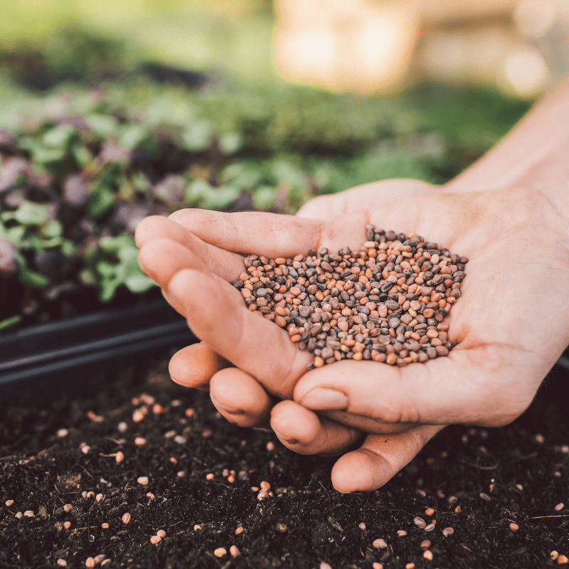 Fruition's Microgreens Made Easy Kit Fruition Seeds