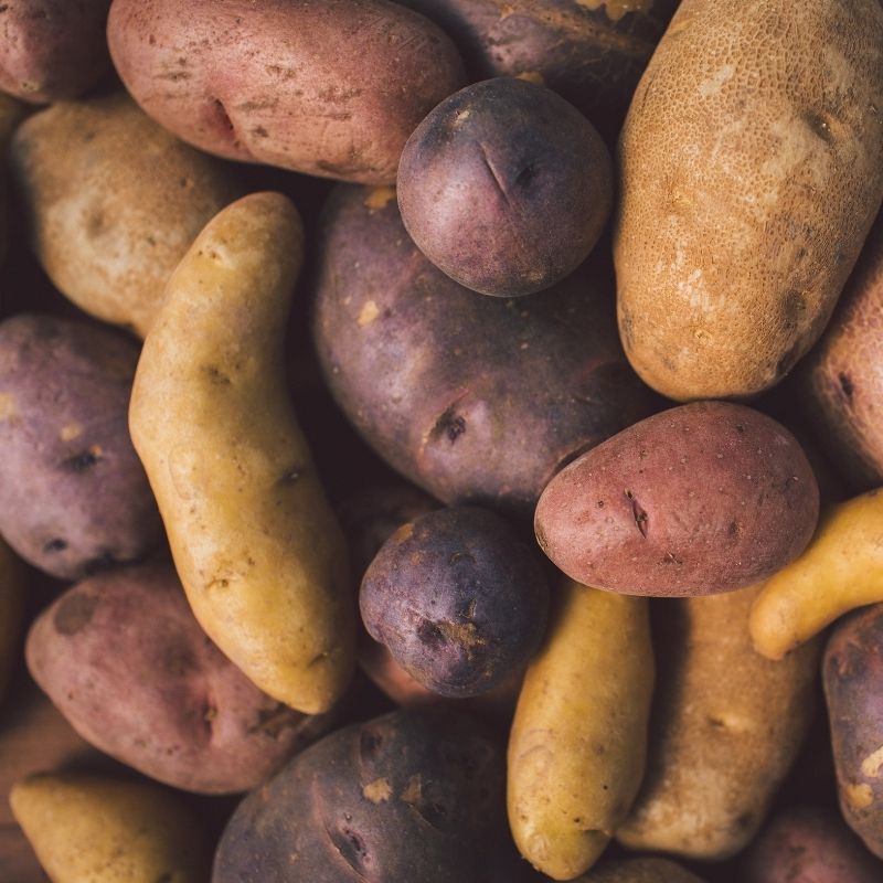 Organic French Fingerling Potato Fruition Seeds