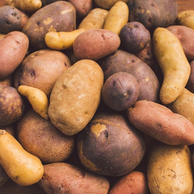 Organic Russet Norkotah Potato Fruition Seeds