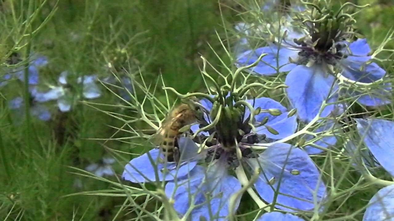 Organic Black Cumin Nigella Fruition Seeds