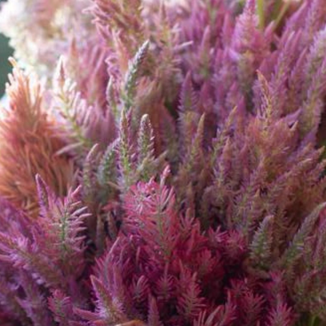 Organic Texas Plume Summer Sherbet Celosia Fruition Seeds