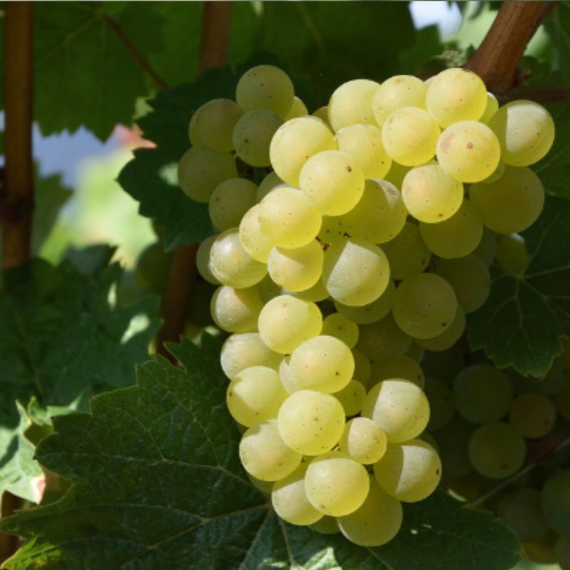 Himrod Seedless Grape Fruition Seeds