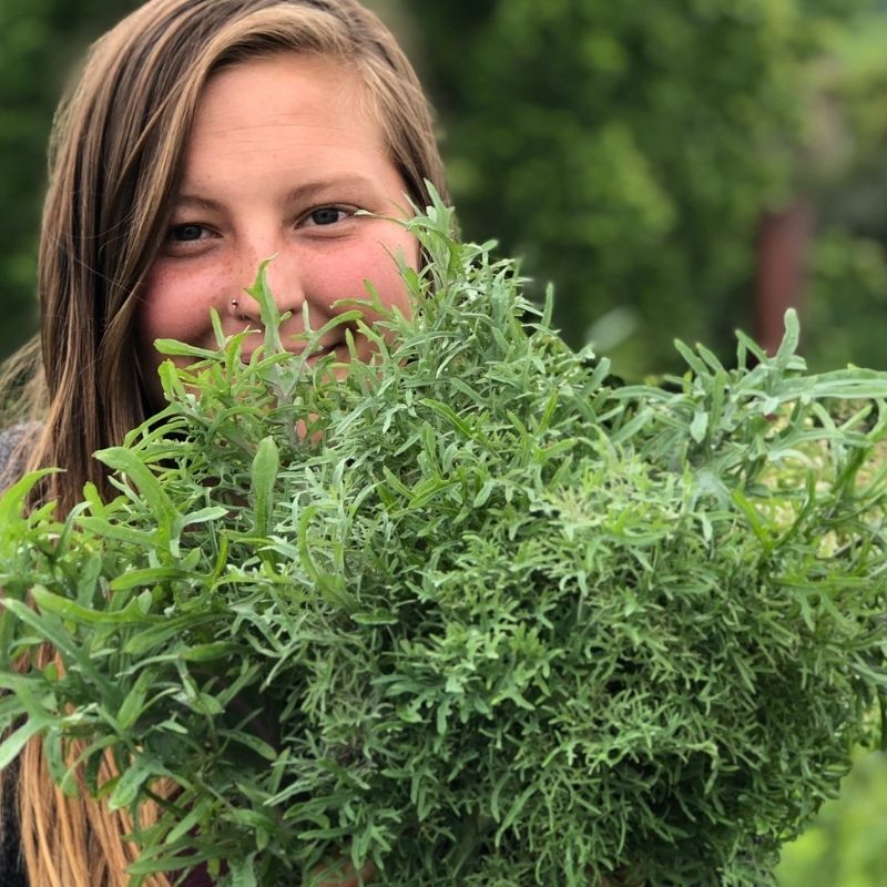 Fruition's Guide to Companion Planting Fruition Seeds