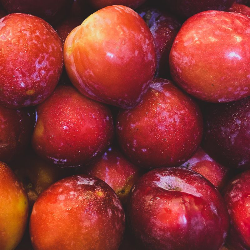 Satsuma SemiDwarf Japanese Plum Tree Fruition Seeds