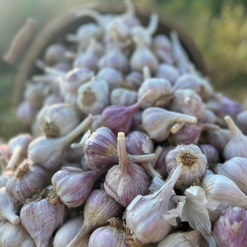 Spring Garlic Fruition Seeds