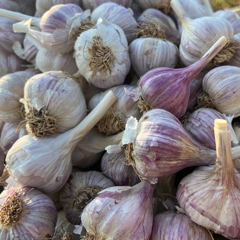 Spring Garlic Fruition Seeds