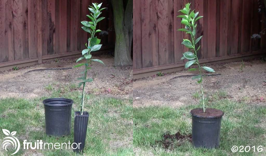 Grafting Orange Trees How to Graft a Tree by Tbudding