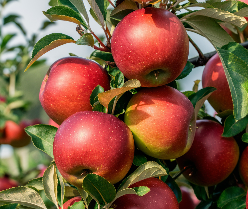 Fruit Trees Fruit Tree Nursery Turkey