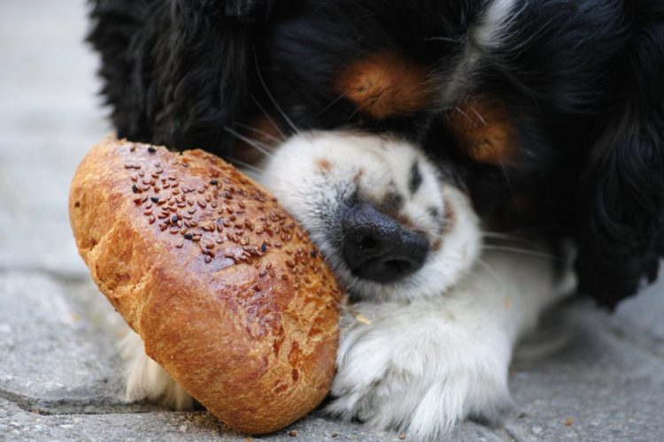 4 Reasons To Feed Your Dog Human Food FSM Media