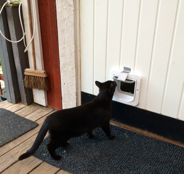 Nu kan även Dallas använda en kattlucka
