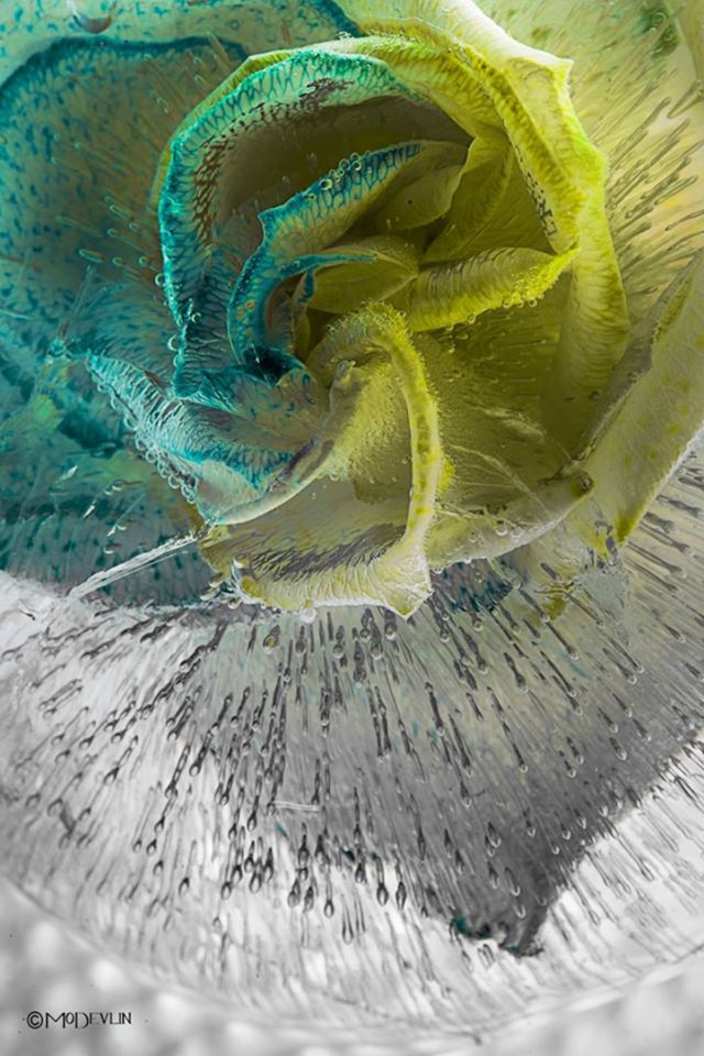 Details of Frozen Flowers Media
