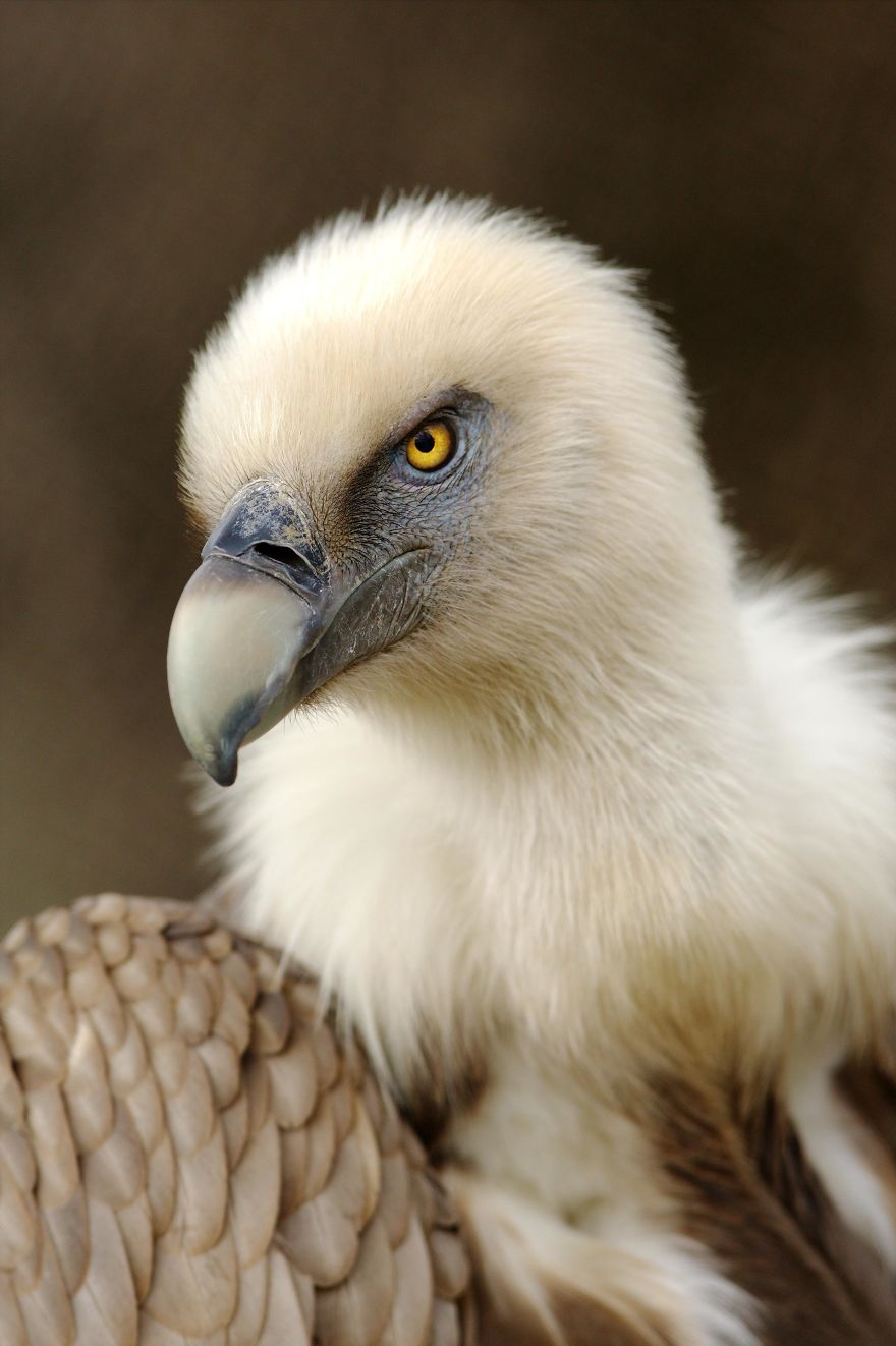 Zoo Animals Photography8 Media