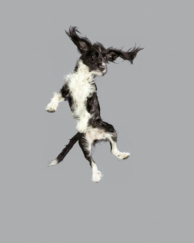 Funny Jumping Dogs Series8 Media