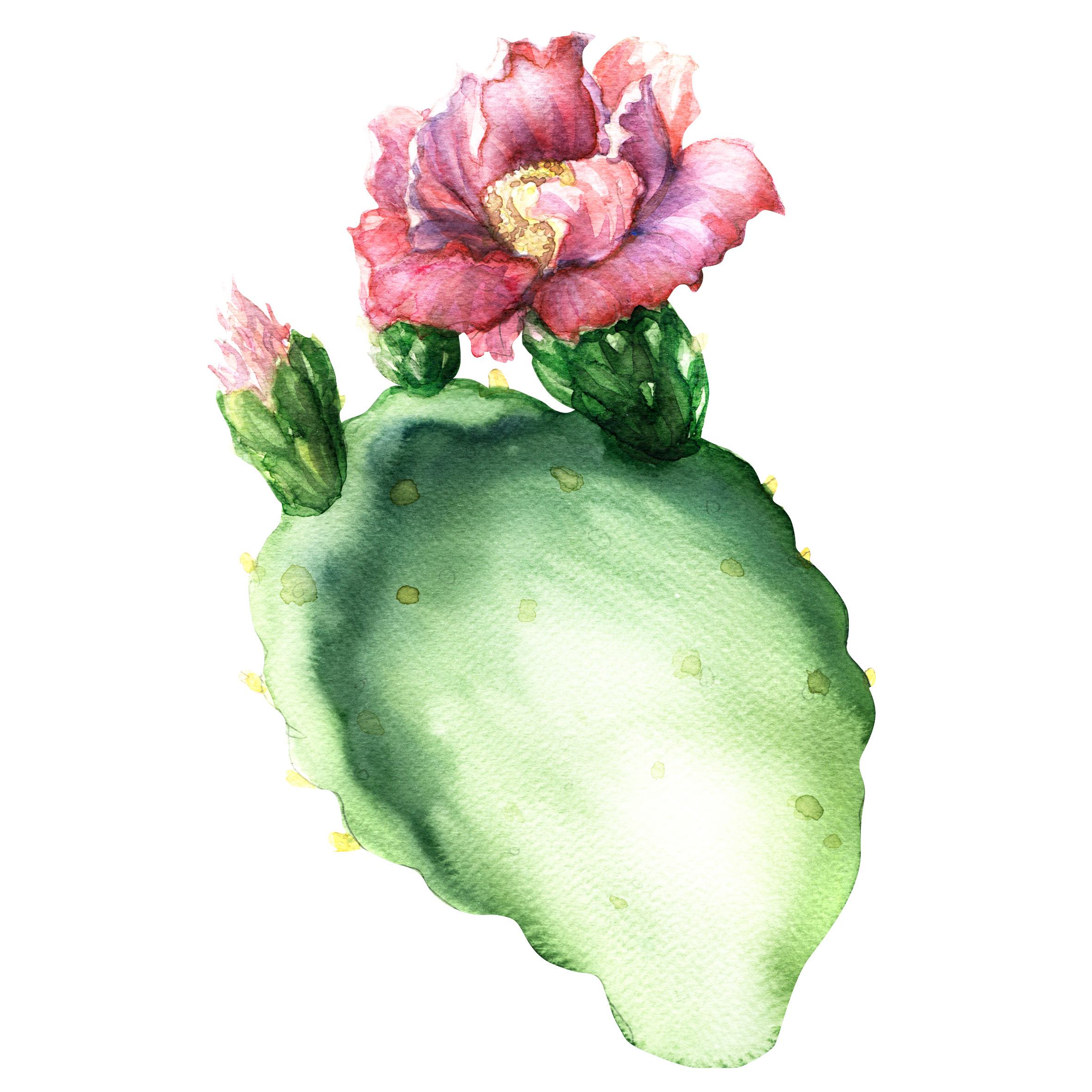 Opuntia cactus with flower isolated, watercolor painting Media