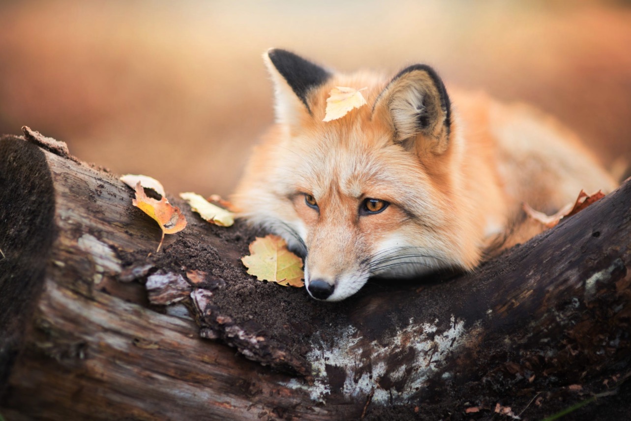 Enchanting Portraits of a Red Fox Media