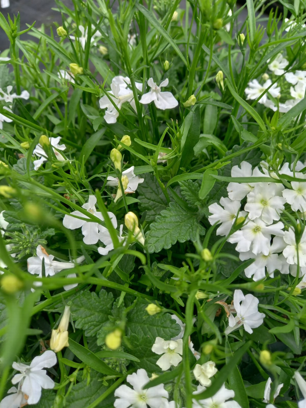 Lobelia trailing white 40 plug plants. £5.99 Bedding plugs. Fuchsia