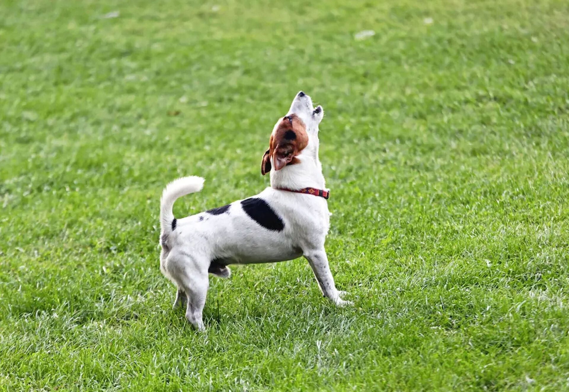 4 façons d'empêcher votre chien d'aboyer quand vous n'êtes pas à la