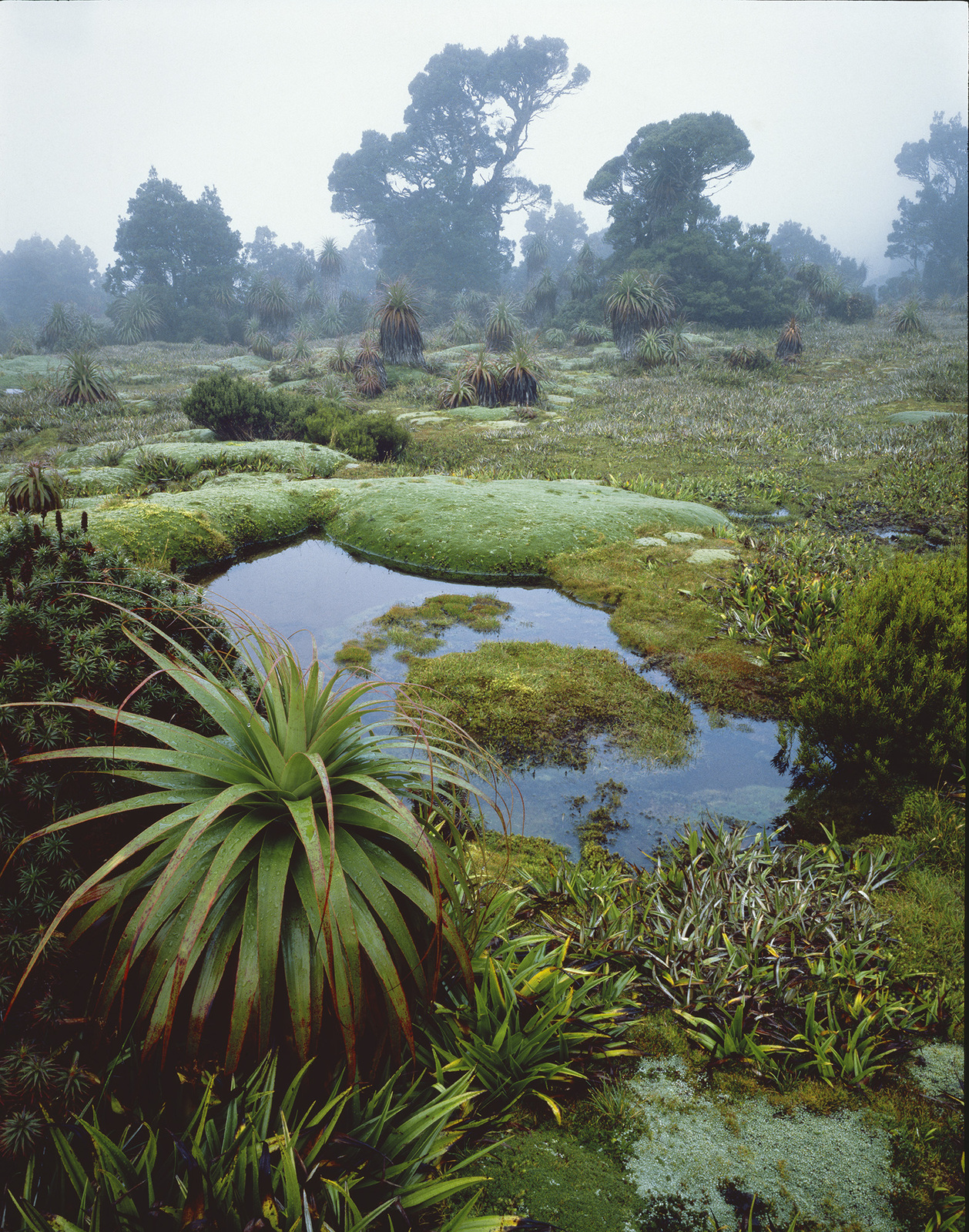 Cushion plants and pandanis in mist, Southwest National Park, Tasmania