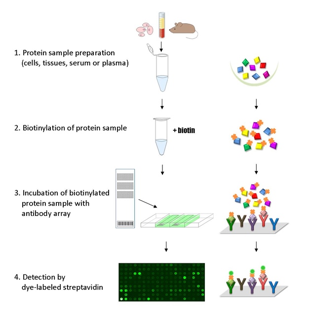 Antibody Arrays Protein Phosphorylation Profiling Full Moon BioSystems