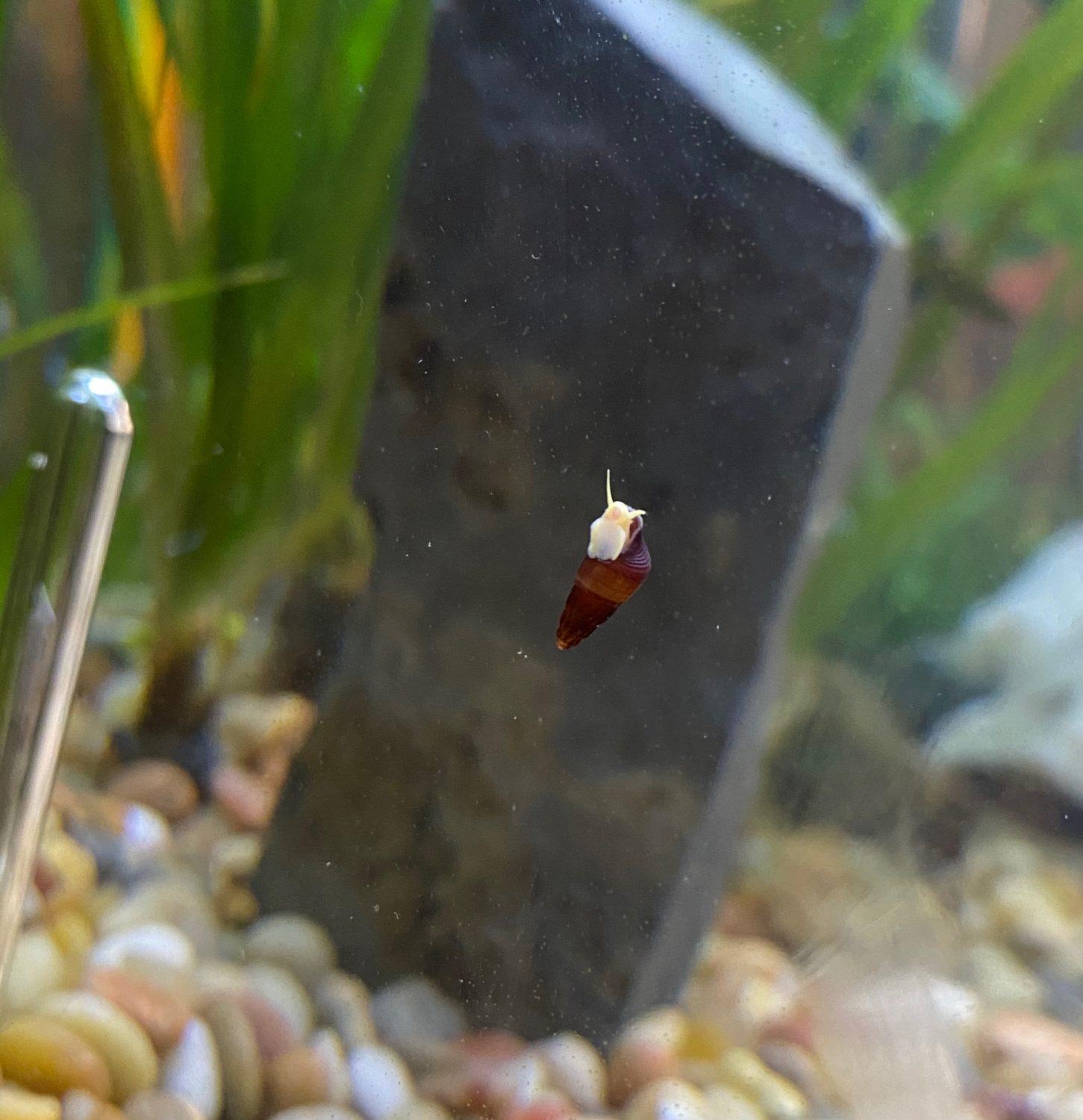 Baby Peter Rabbit Snail