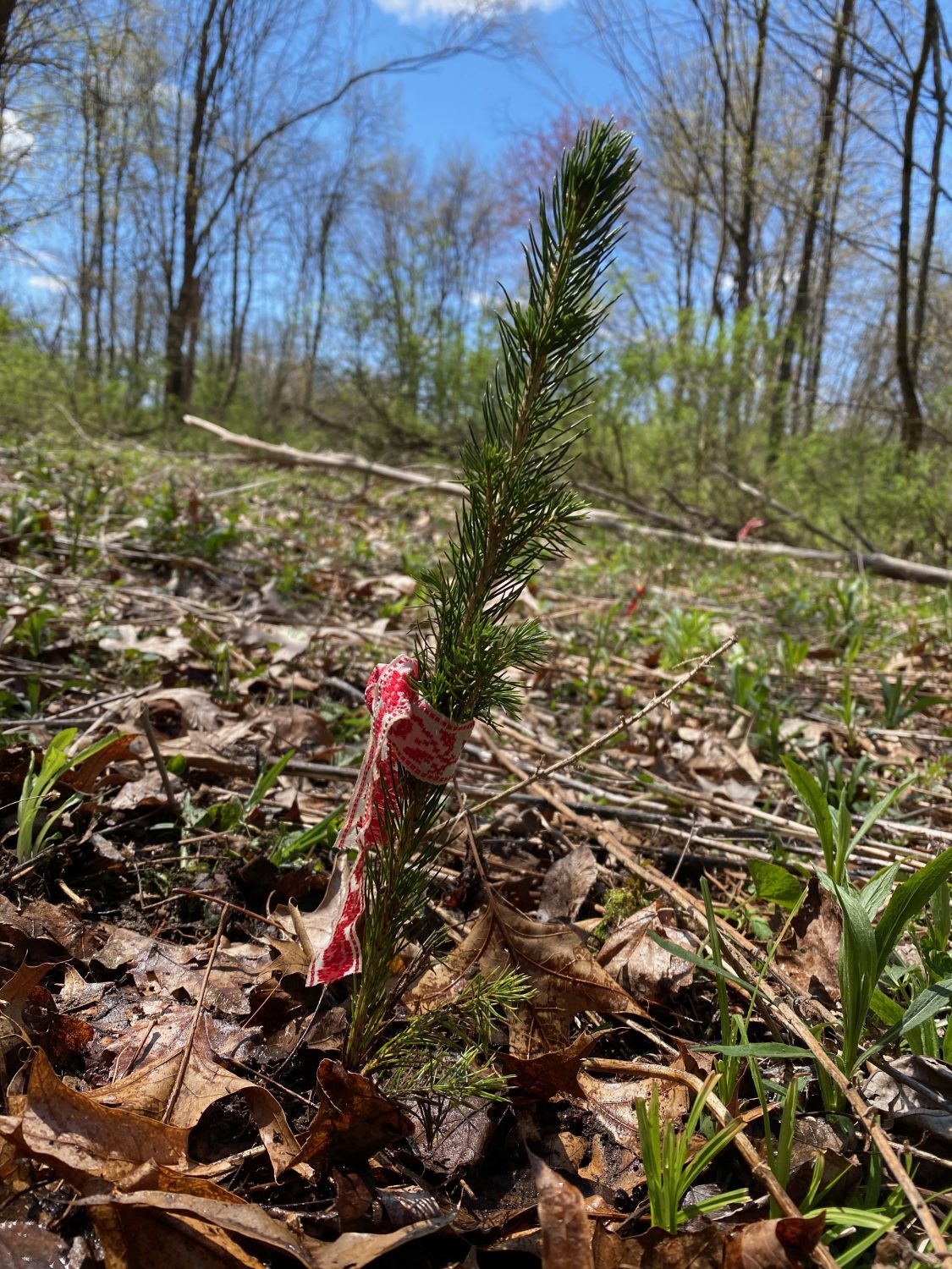 Planting Ten Norway Spruce