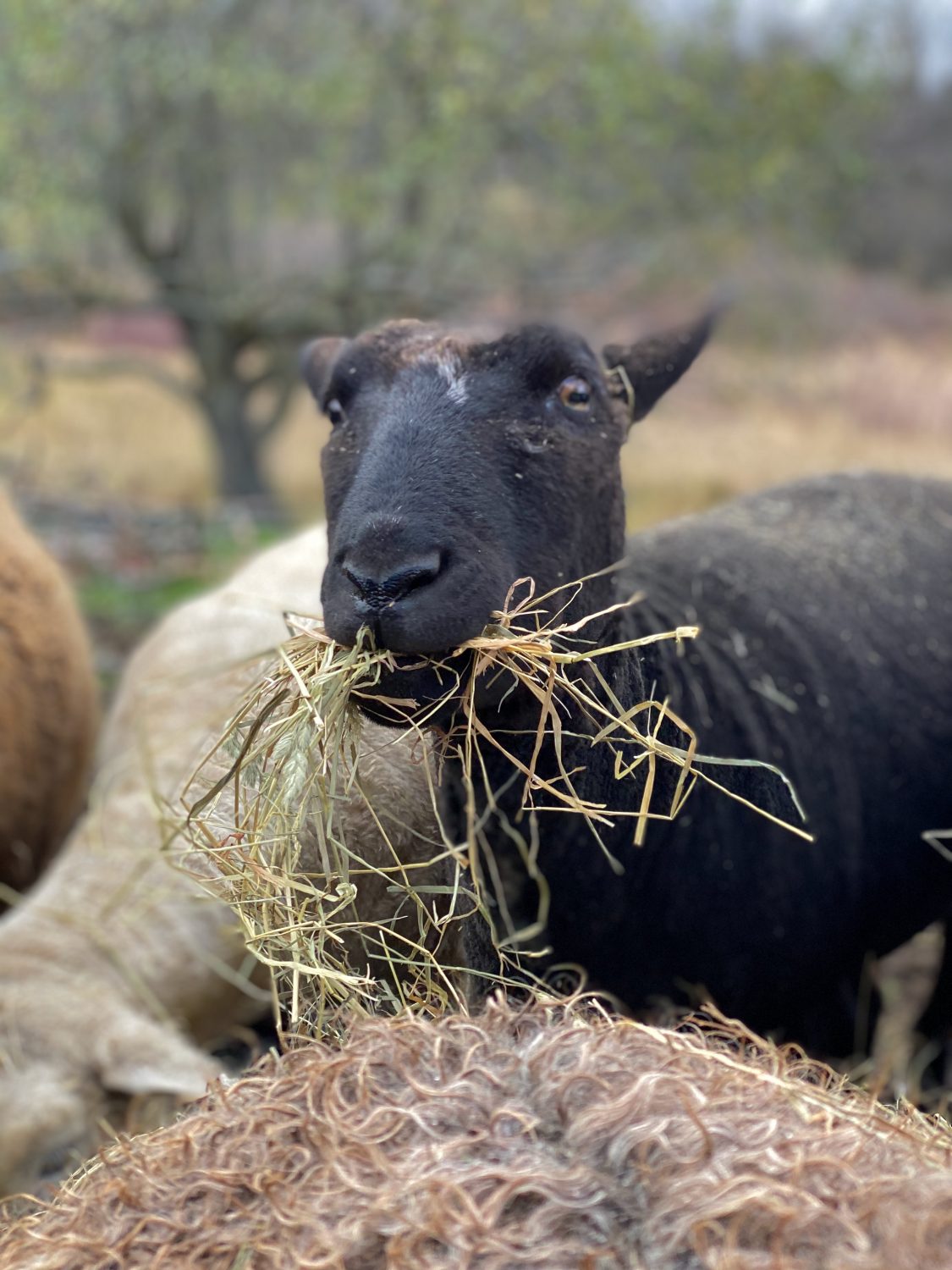 Sheep and Hay