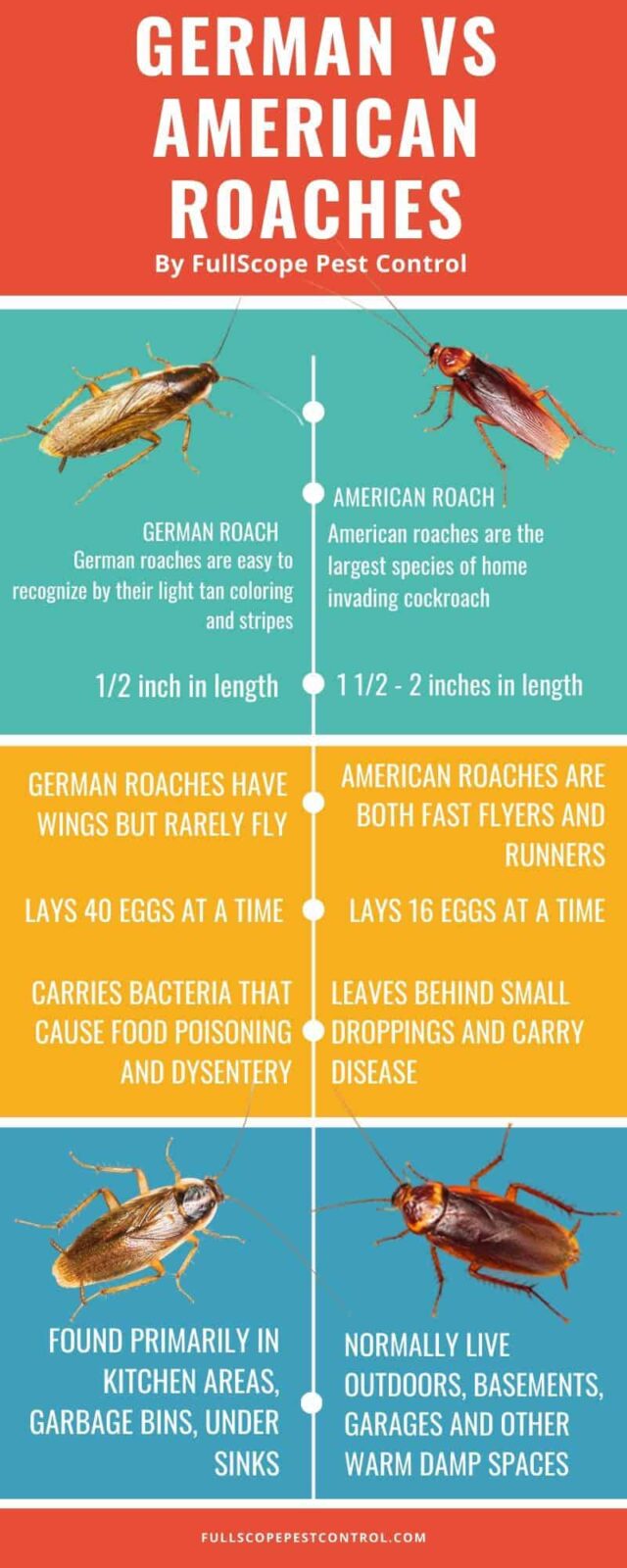 American vs. German Roaches: Key Differences | FullScope