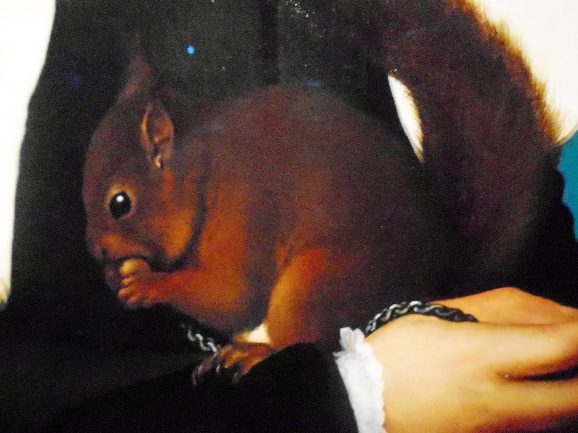 Holbein's Lady with Squirrel and Starling, on show in Brighton