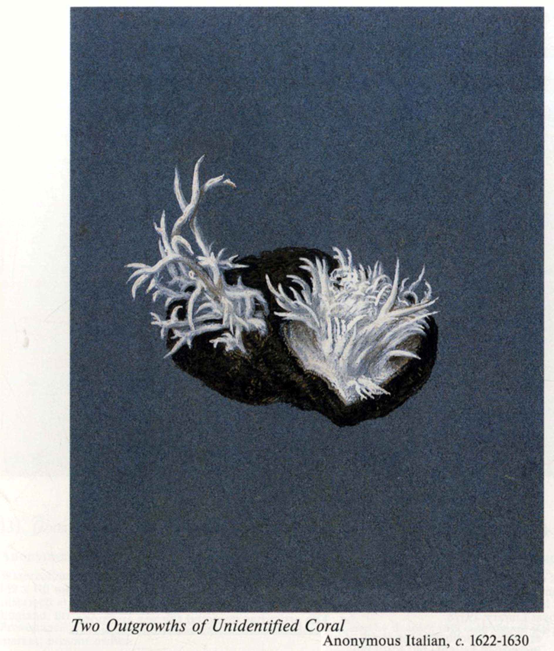 The paper Museum of Cassiano dal Pozzo